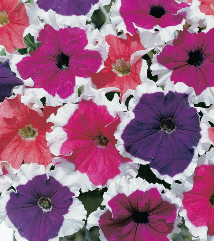 Петуния грандифлора фестивал фрост микс